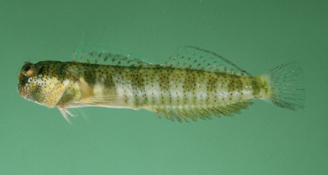 (Entomacrodus) Род ЭНТОМАКРОДЫ 25 видов